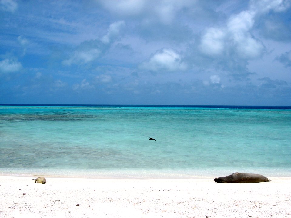 PMNM - monkseal lays on beach