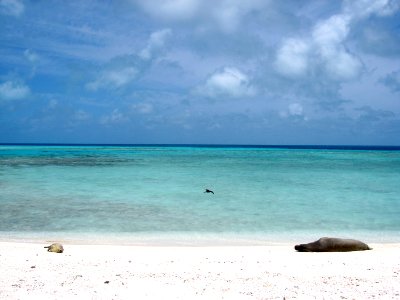 PMNM - monkseal lays on beach