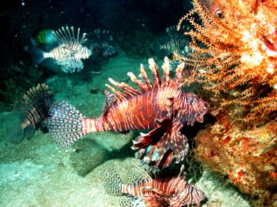 FGBNMS - Indo-Pacific lionfish