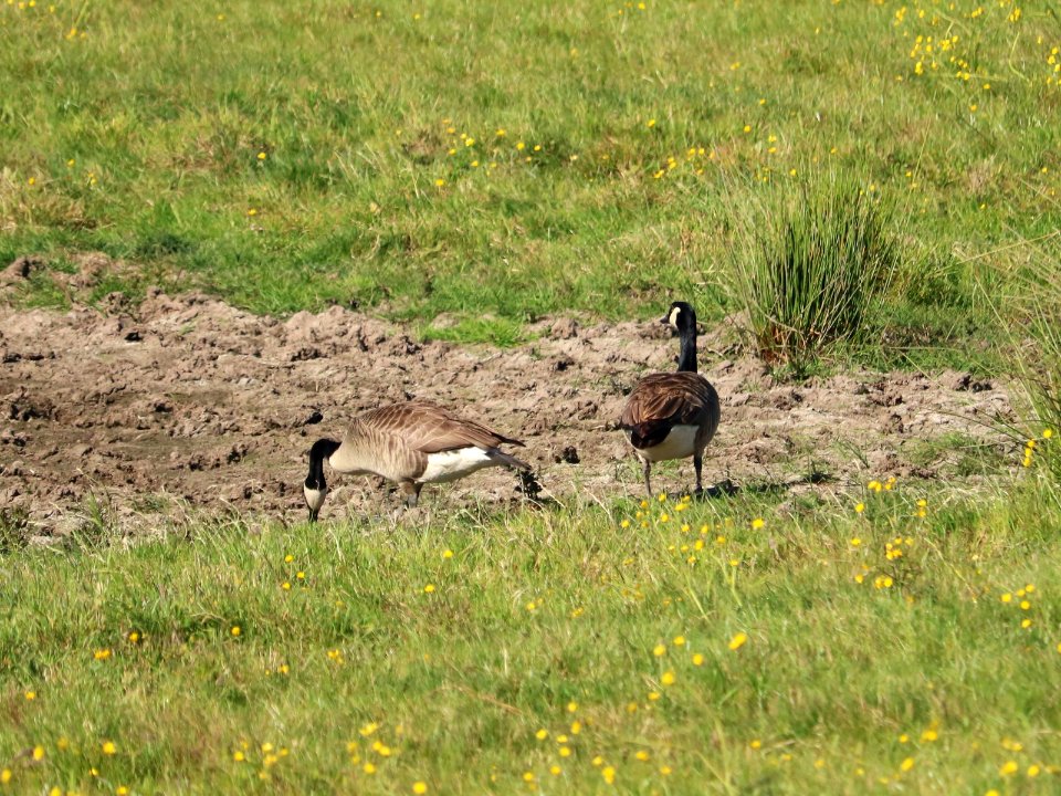 Canada Geese at the Wadi