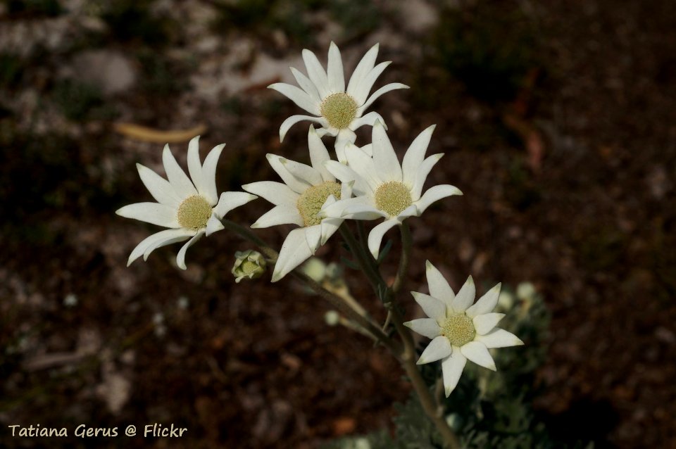 Flannel flower (Actinotus helianthi)