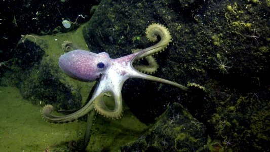 CINMS - Octopus - Arguello Canyon photo