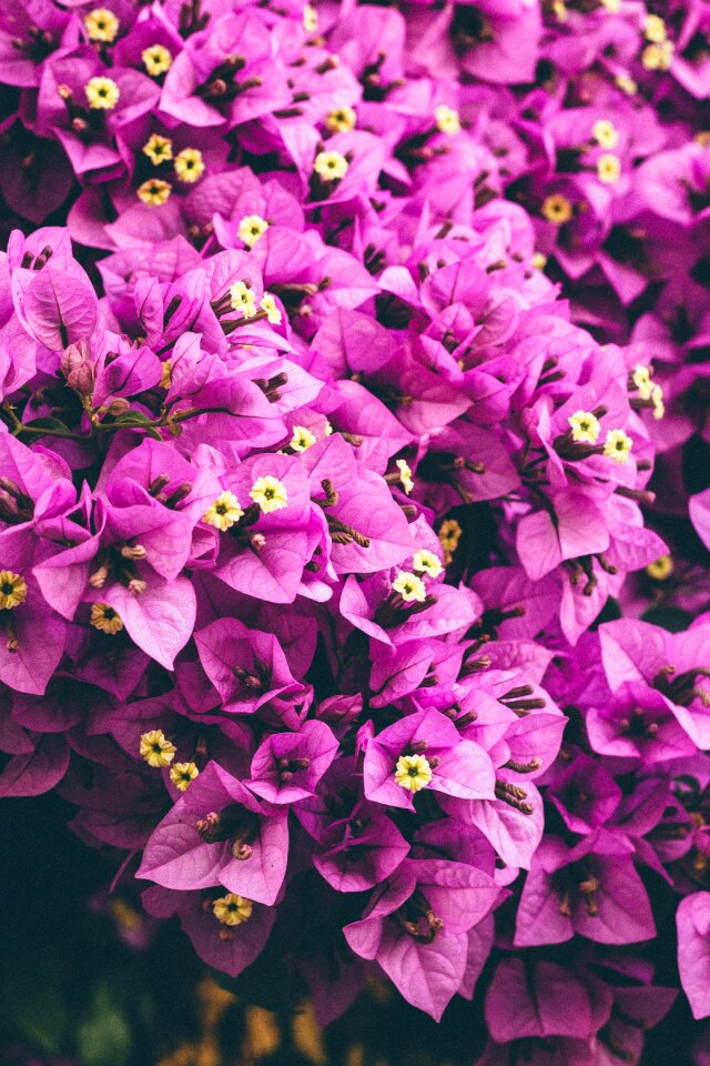 Spring pink flowers flower
