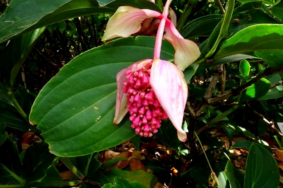 Rose grape (Medinilla magnifica)