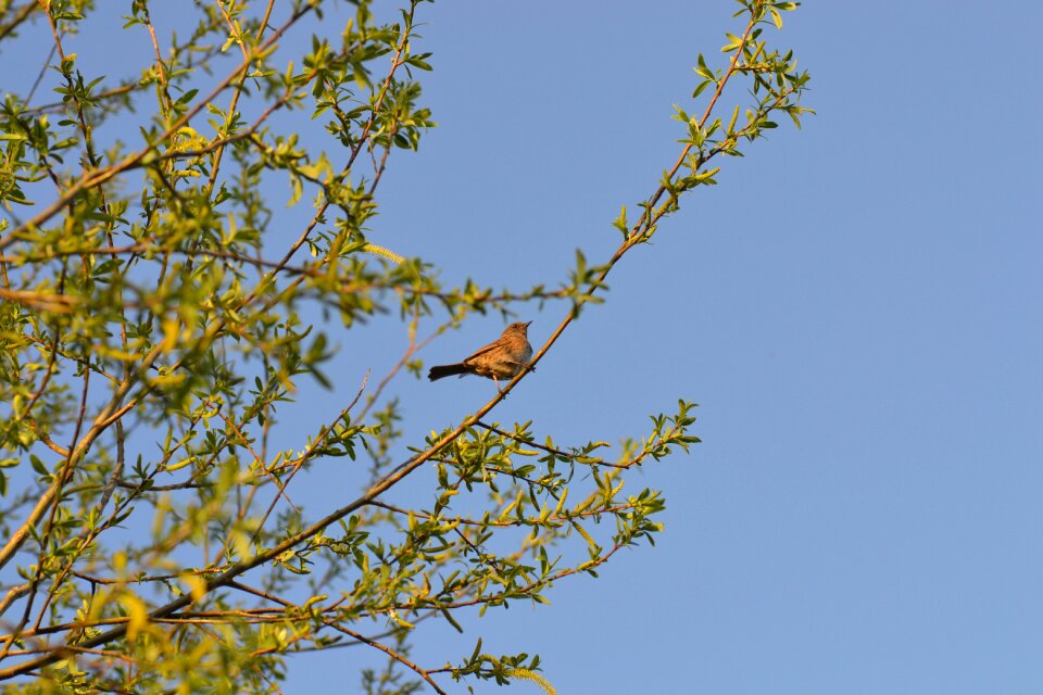Dunnock tree willow