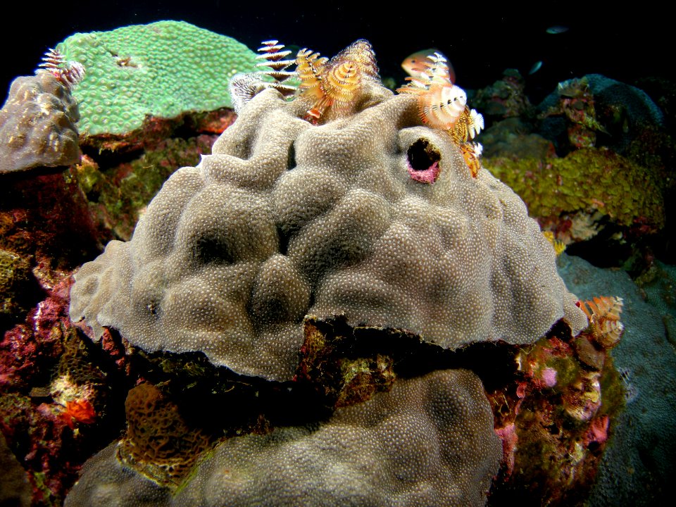 FGBNMS - christmas tree worms