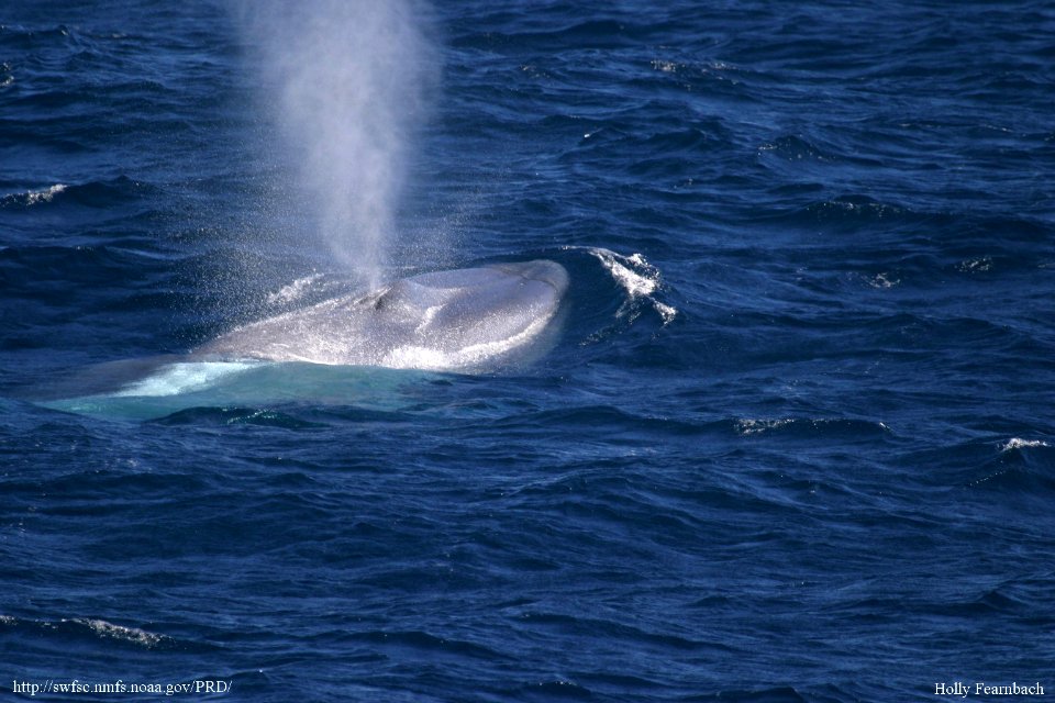 Blue Whale Surfacing