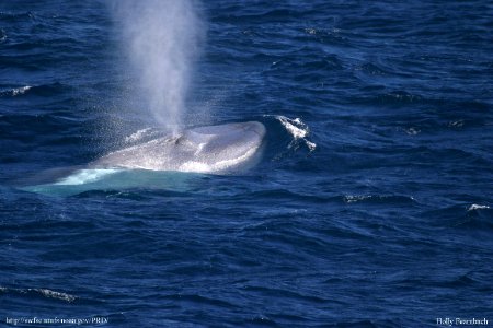 Blue Whale Surfacing