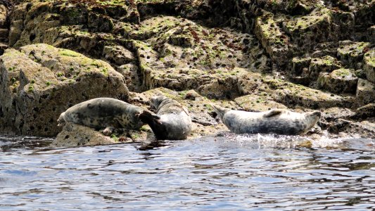 Grey Seals photo