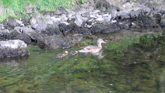 3 Ducklings photo