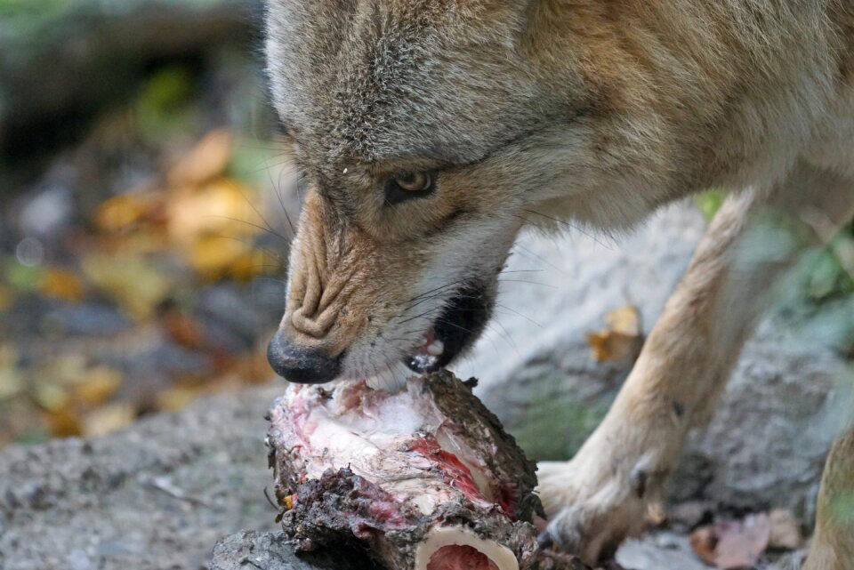 Threatening food predation predators predators