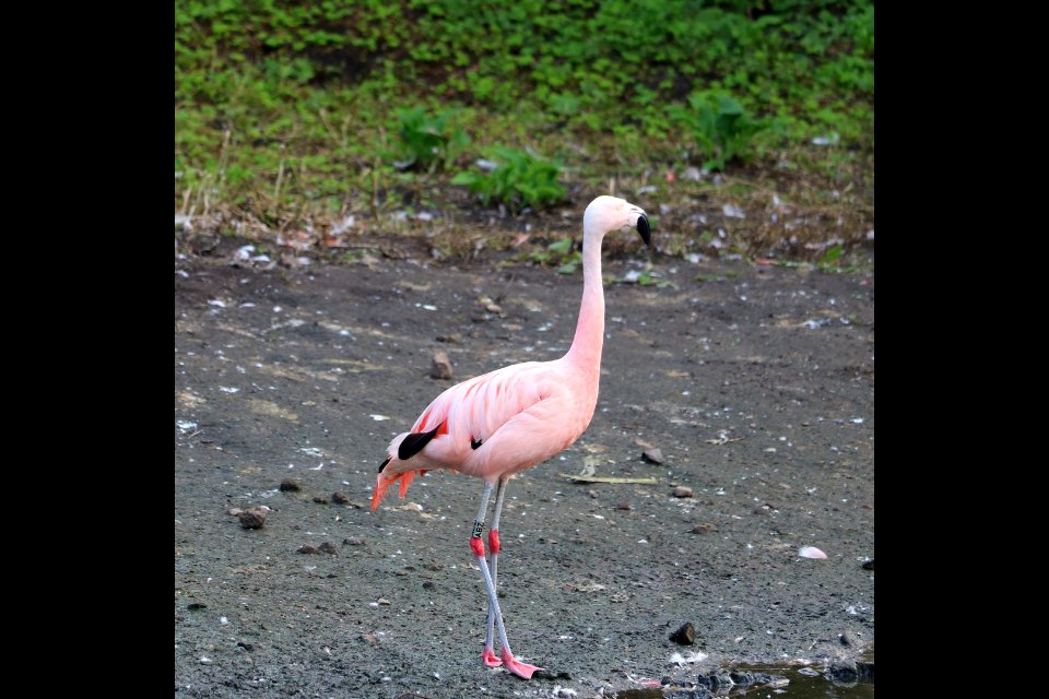 Flamingo photo