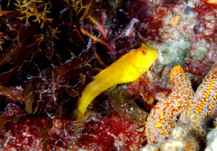 GRNMS -- Yellow Seaweed Blenny