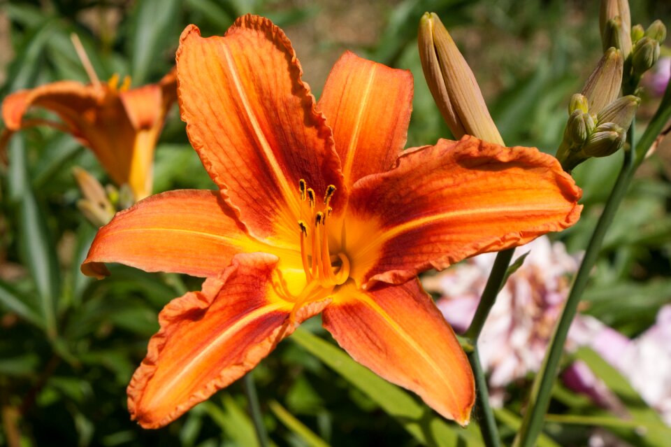 Orange garden macro