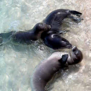 Hawaiian Monk Seals photo