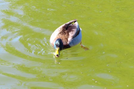 Dyson Duck photo