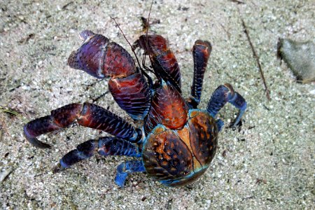 NMSAS - Coconut Crab - Swains Island Expedition