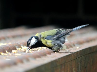 Great Tit