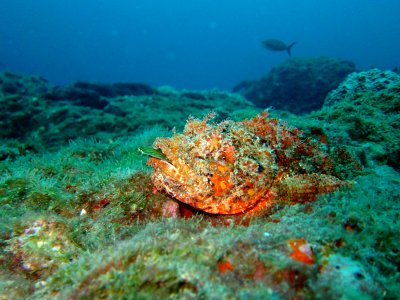 FGBNMS - Scorpion Fish photo