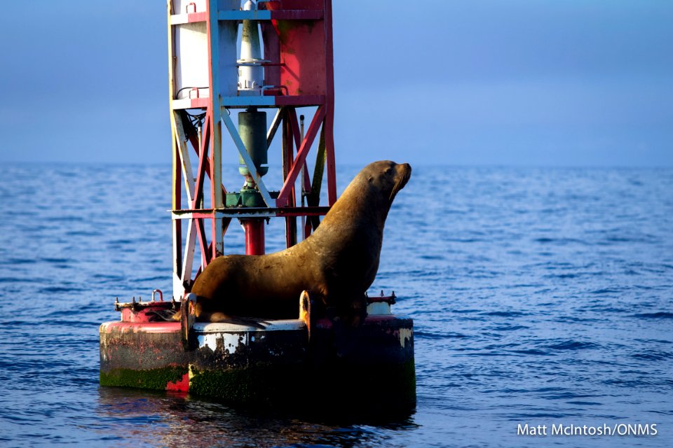 GFNMS - Steller Sea Lion on buoy - Matt McIntosh NOAA