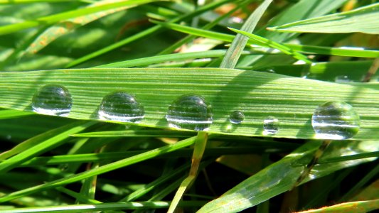 Rain Drops On Grass