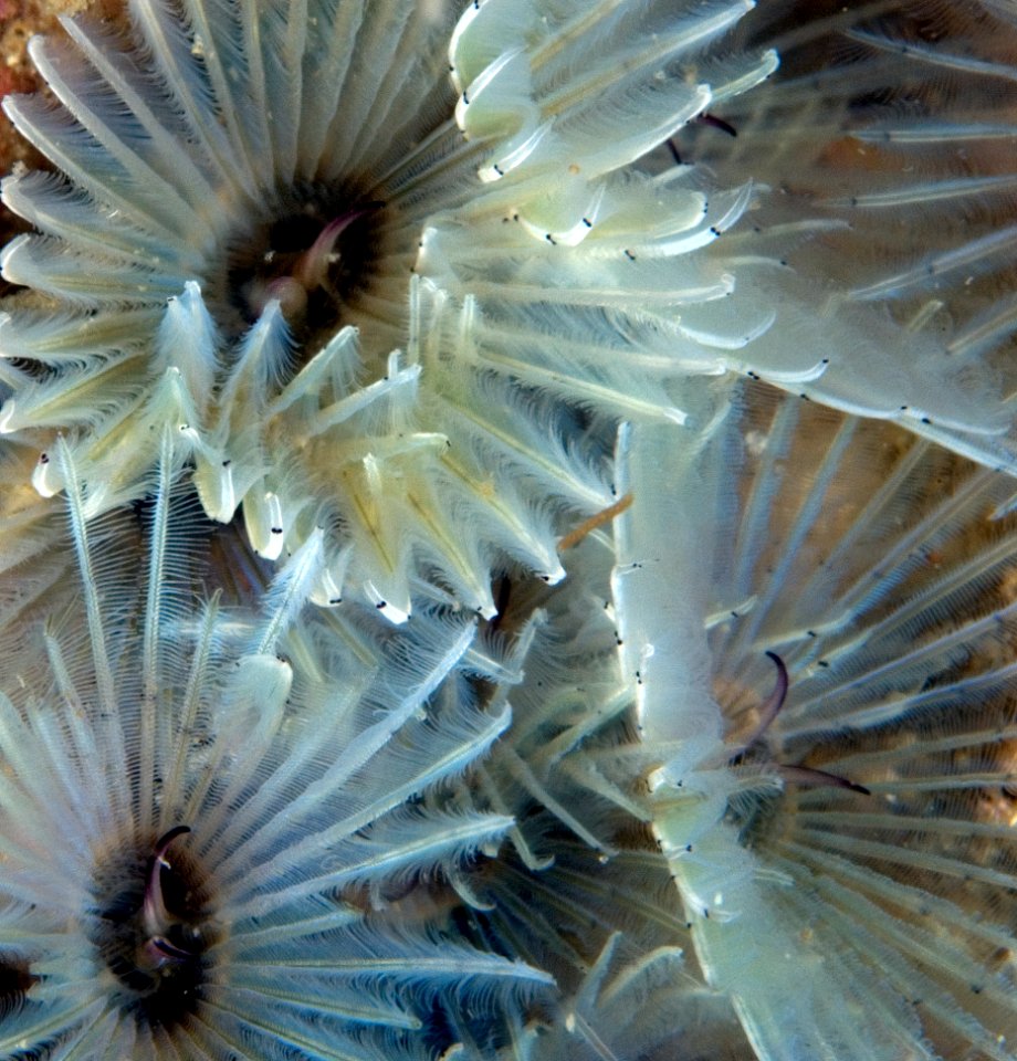 GRNMS - Feather Duster Worm