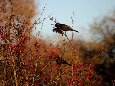 2 Blackbirds photo