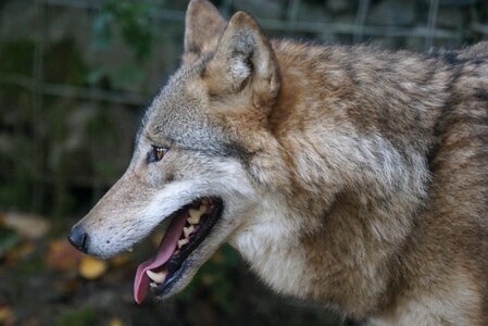 Mongolian wolf predation predators predators teeth