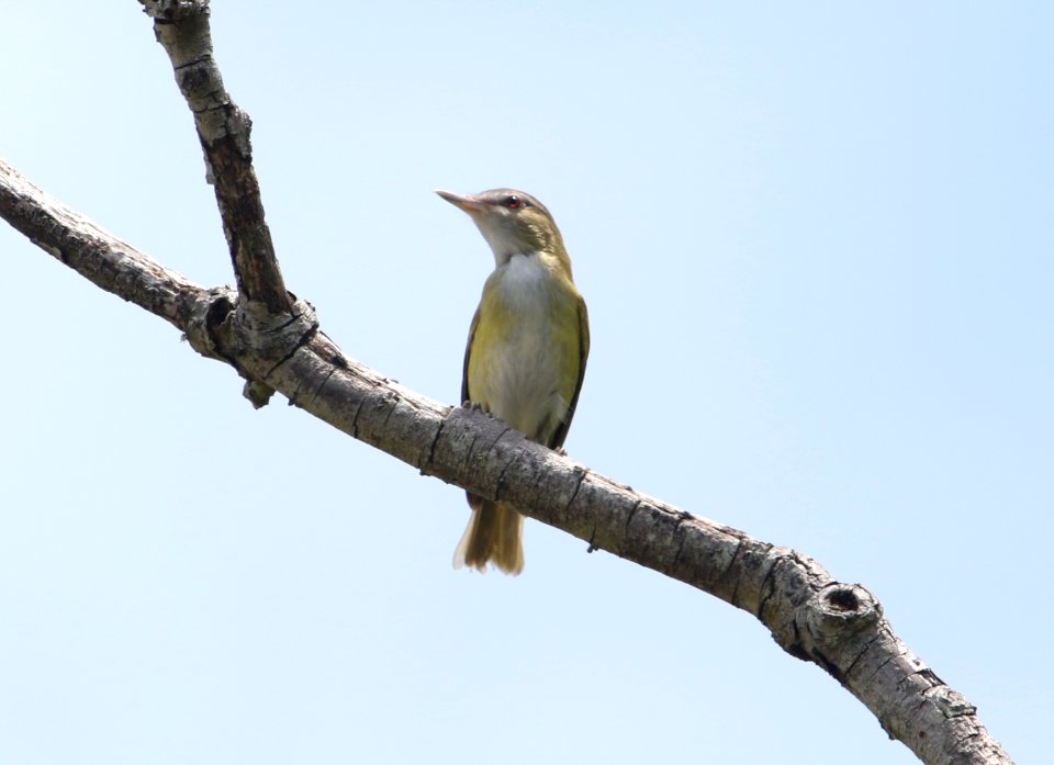 Yellow-green Vireo photo