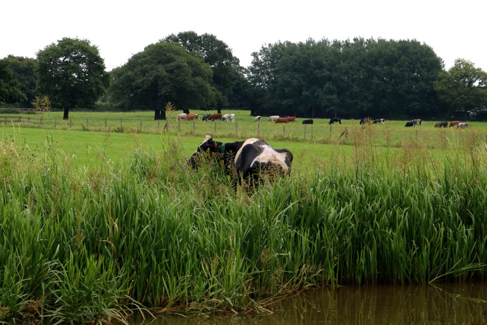 Cow in the cut 03