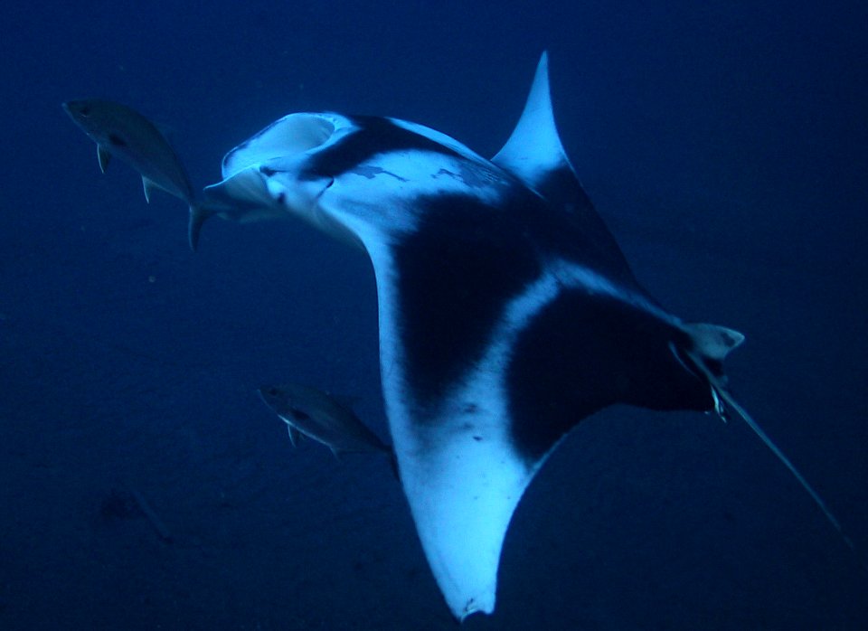 Manta Ray at Monitor National Marine Sanctuary
