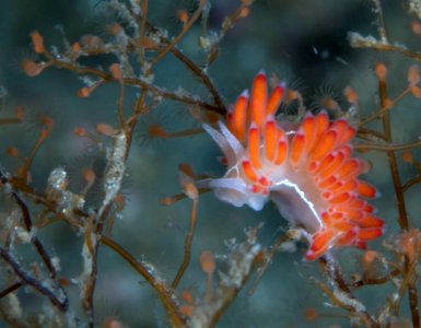 GRNMS-Eudendrium nudibranch photo