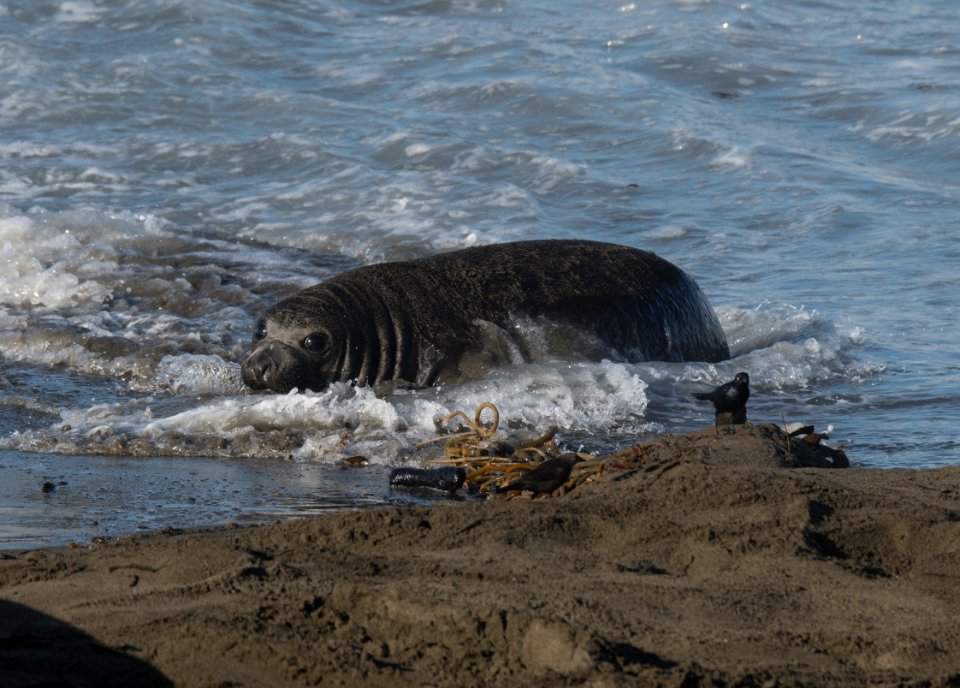Elephant Seal