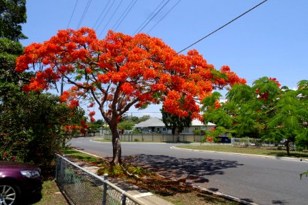 Street tree - Poinciana