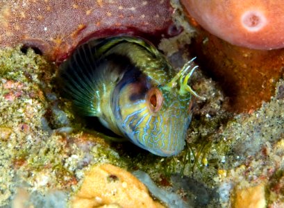 GRNMS -- Seaweed Blenny