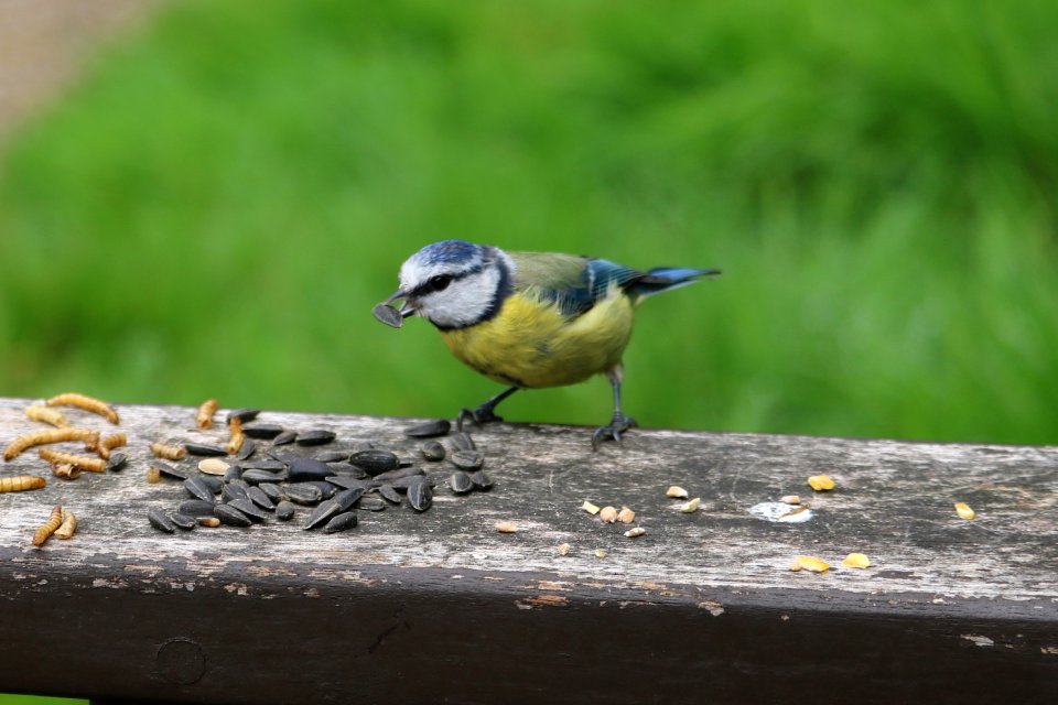 Blue Tit photo