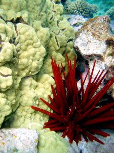 Red Pencil Urchin at Kure Atoll