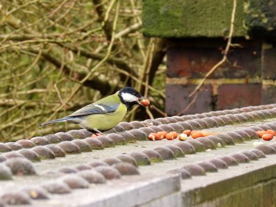 Christmas Dinner Birds photo