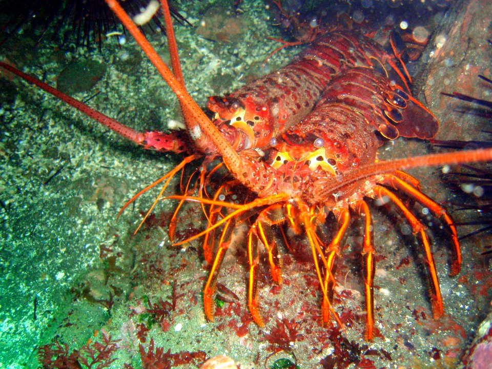 CINMS -- California Spiny Lobster
