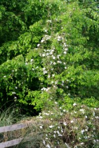 Clematis Tree photo