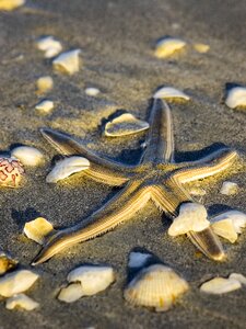 Shells sand beach photo