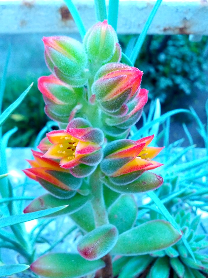 Fiore, improvvisa carezza