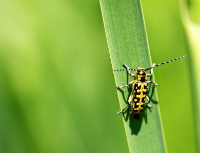 Insect jaune
