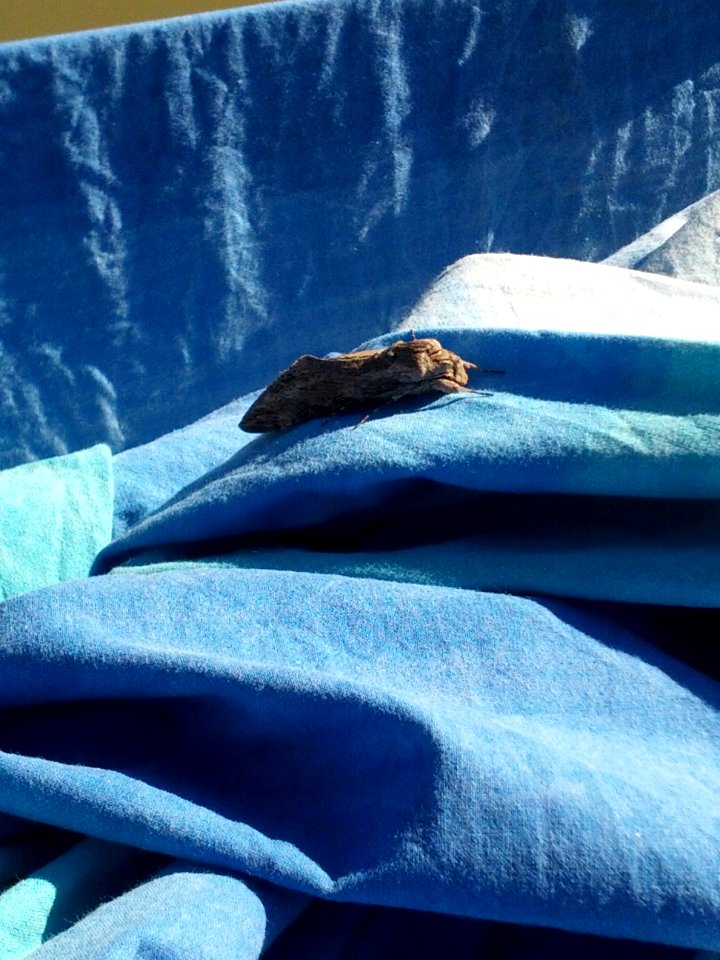 Falena sul blu
