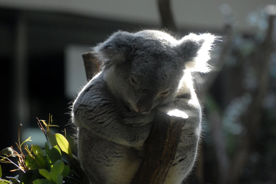 Australia people animal nature