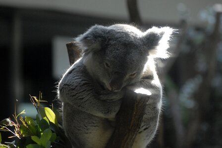 Australia people animal nature