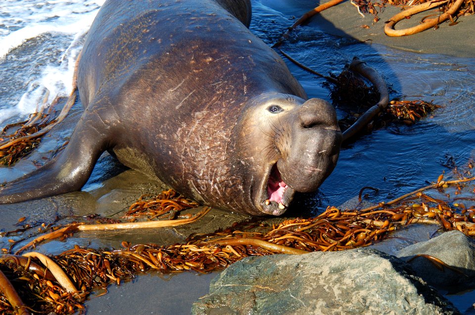 MBNMS - northern elephant seal