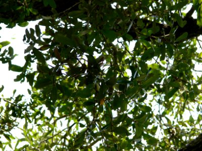 Blackburnian Warbler