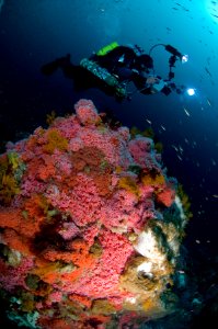 Alyssa Nally, Ocean Inspiration