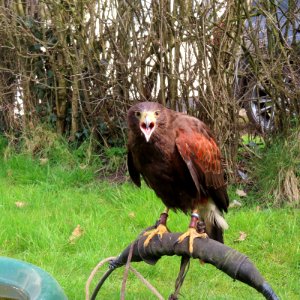 Male Harris Hawk photo